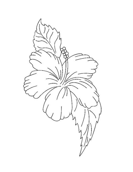 Цветки мальвы