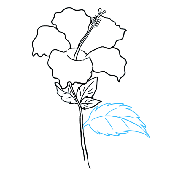 Гибискус цветок карандашом