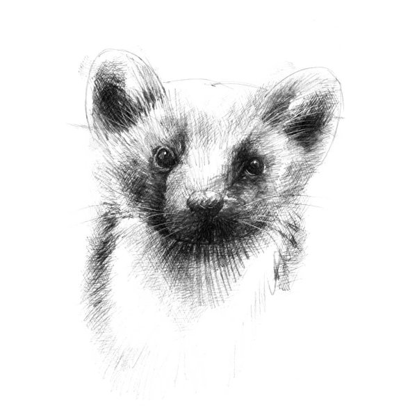 Нарисовать соболя карандашом