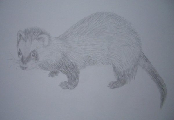 Соболь рисунок