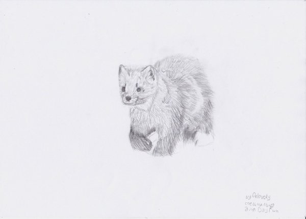 Европейская норка чб