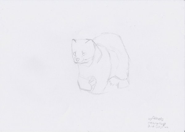 Рисунок куницы карандашом