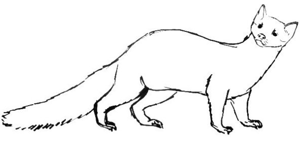 Европейская норка нарисовать