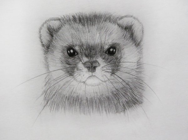 Европейская норка нарисовать