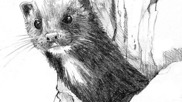 Хорек раскраска для детей