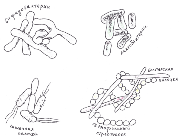 Молочнокислые бактерии строение