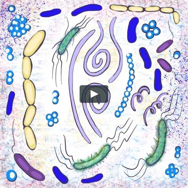 Бактерии рисунок