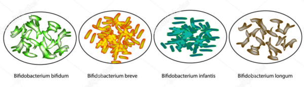Bifidobacterium bifidum характеристика