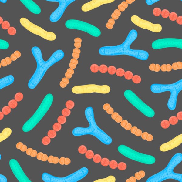 Лактобактерии вектор