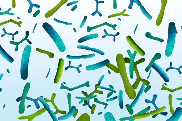 Бифидобактерии вектор