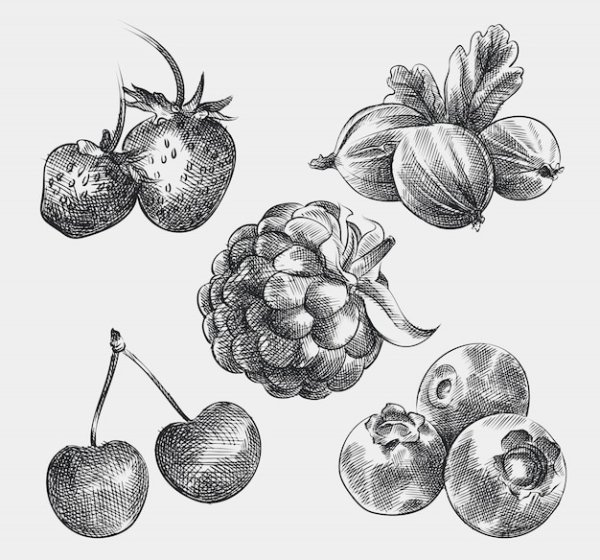 Зарисовки ягод