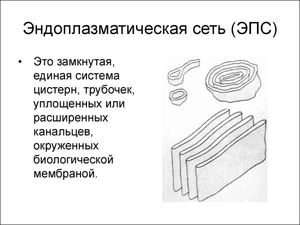 Эндоплазматическая сеть рисунок