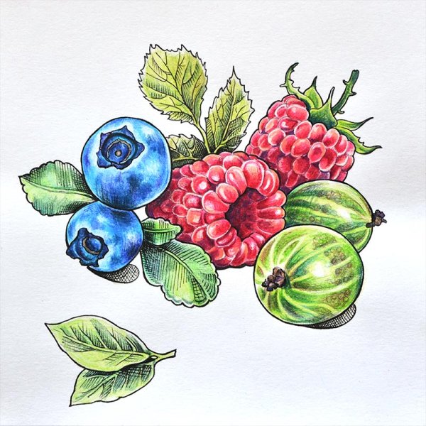 Вишня раскраска для детей