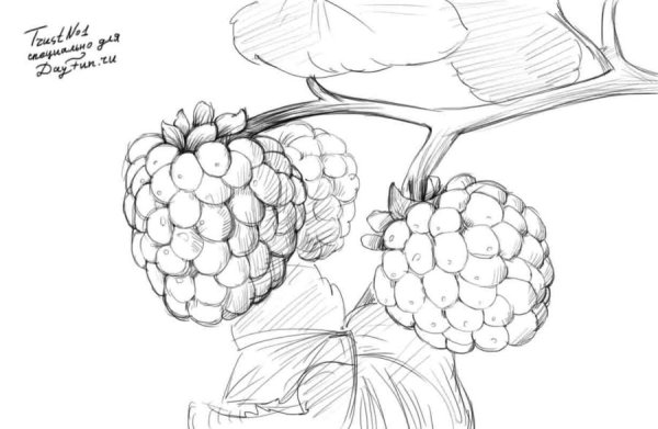 Ягоды раскраска для детей