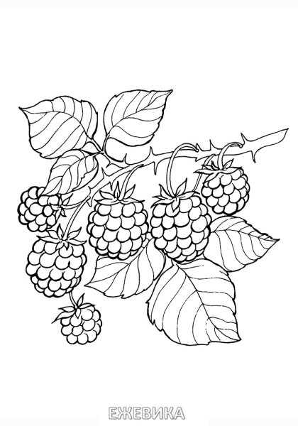 Смородина раскраска