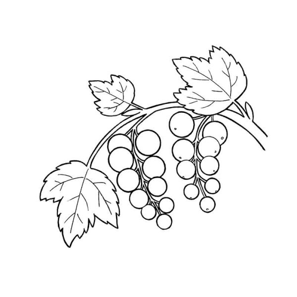 Зарисовки ягод и фруктов