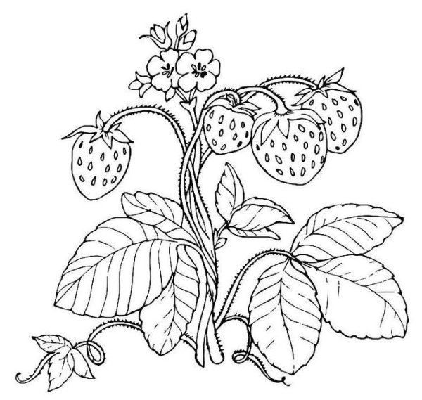 Клубника рисунок карандашом