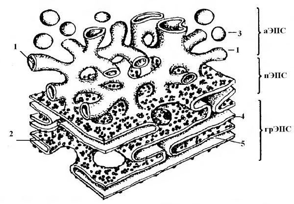 Эндоплазматическая сеть рисунок ЕГЭ