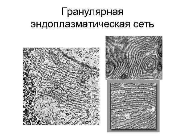 Органелла комплекс Гольджи