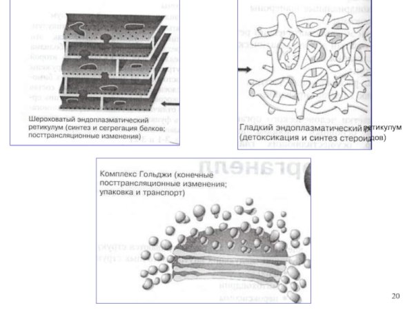 Схематическое изображение эндоплазматической сети