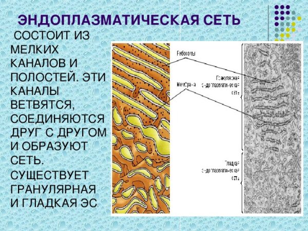 Схема комплекс эндоплазматическая сеть