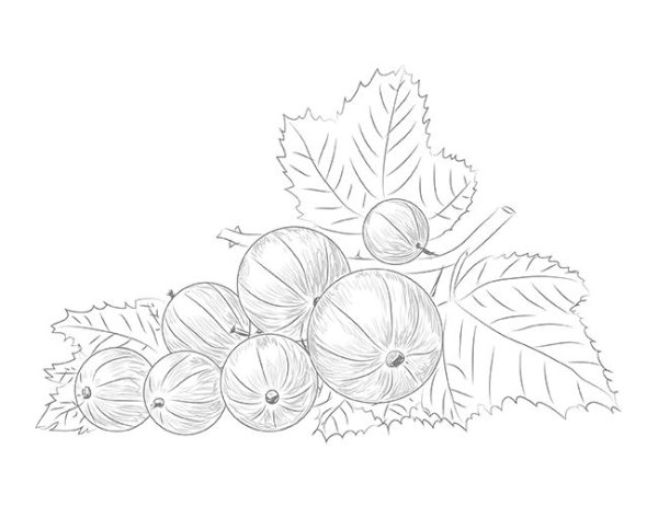 Малина и клубника раскраска