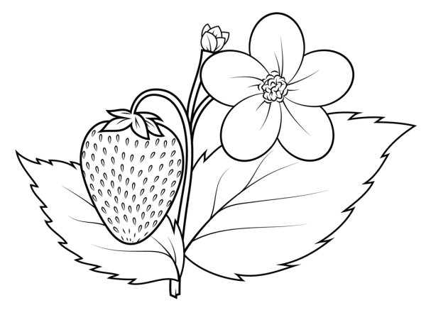 Раскраска "ягоды"