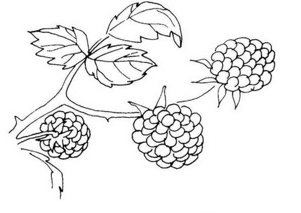 Клубника раскраска для детей