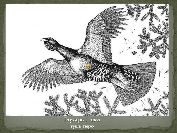 Глухарь рисунок