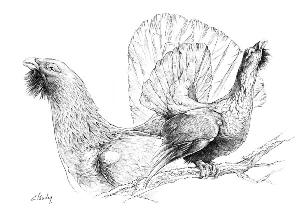 Глухарь эскиз