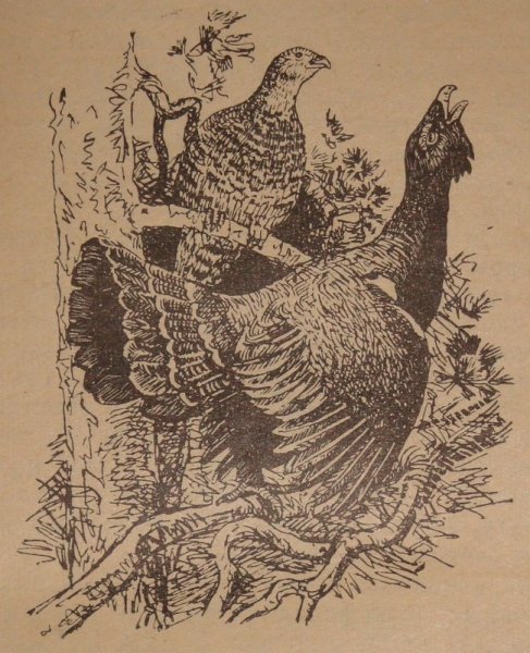 Глухарь. Гравюра Виктора Вахлюева