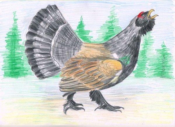 Нарисовать глухаря