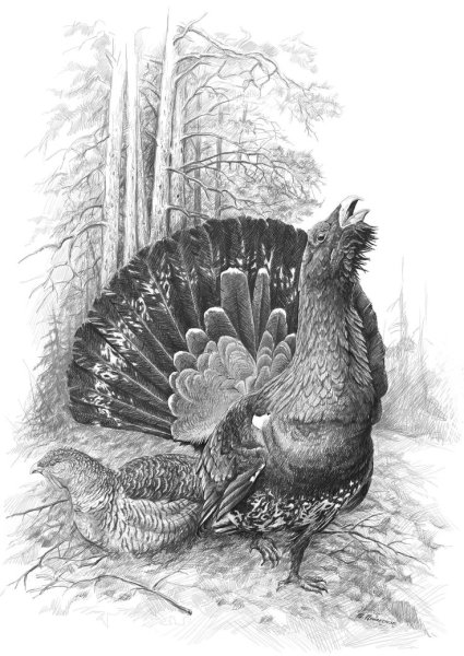 Гравюра Глухарь на току