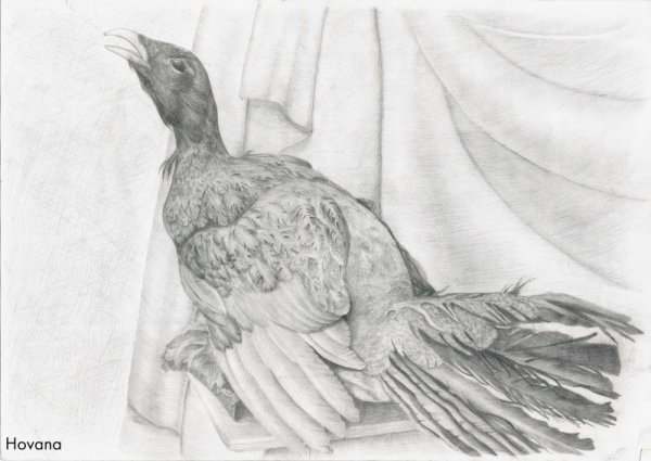 Глухарь раскраска для детей