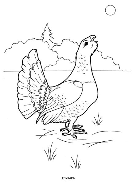 Как нарисовать глухаря