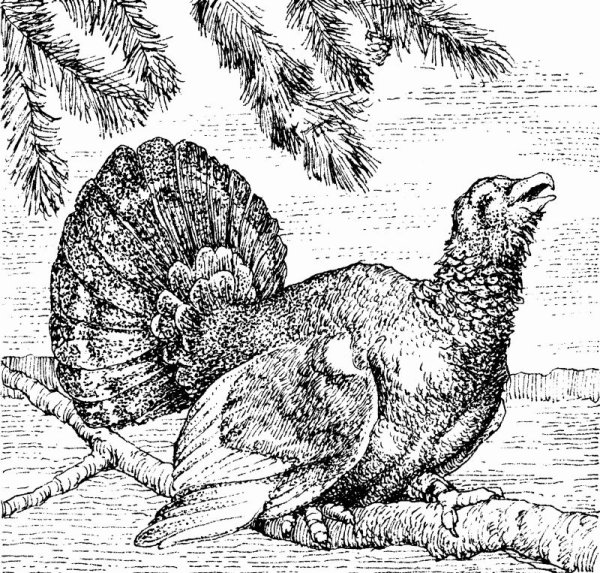 Глухарь раскраска для детей