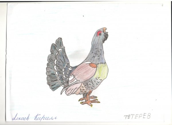 Глухарь контур