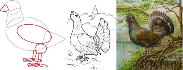 Терентий-тетерев Бианки раскраска