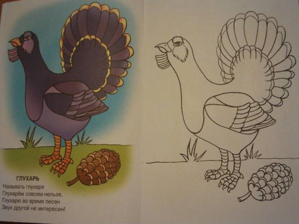 Глухарь эскиз