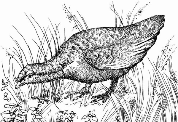 Терентий-тетерев Бианки раскраска