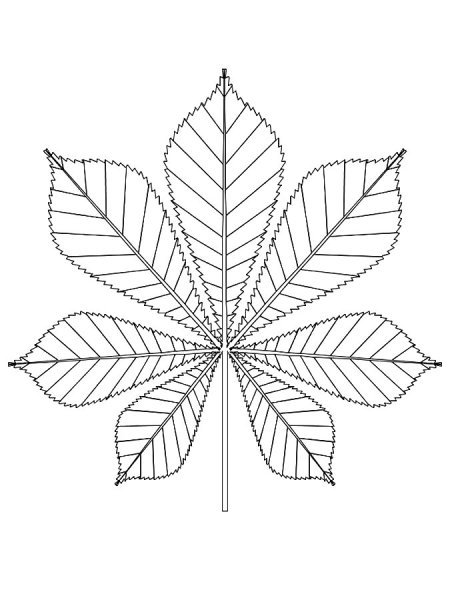 Каштановый лист раскраска