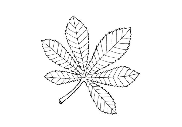 Лист рябины раскраска