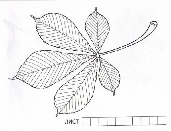 Лист каштана рисунок