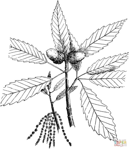 Каштан раскраска