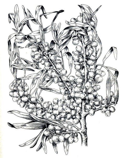 Облепиха контур