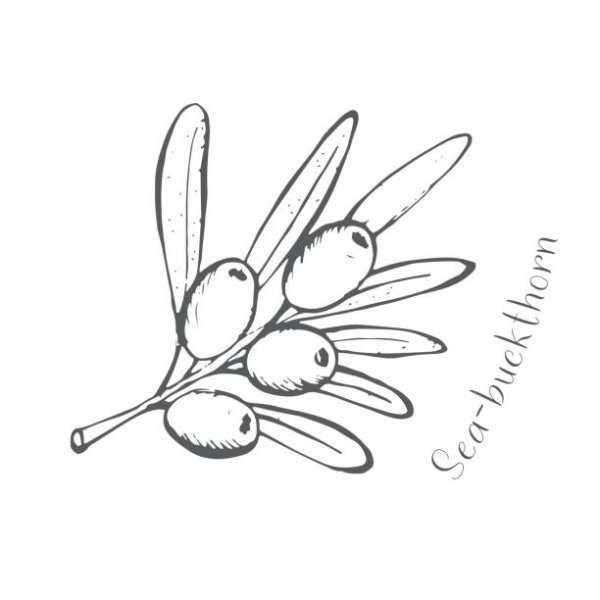 Облепиха раскраска