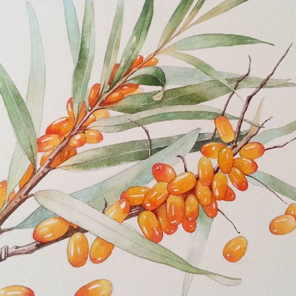 Облепиха крушиновидная куст