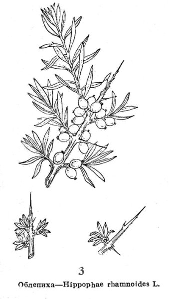 Облепиха раскраска