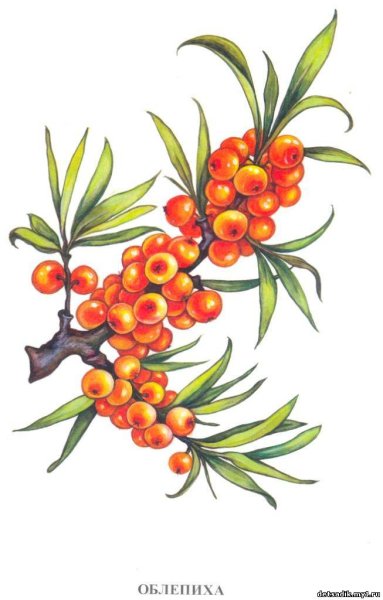 Облепиха раскраска для детей