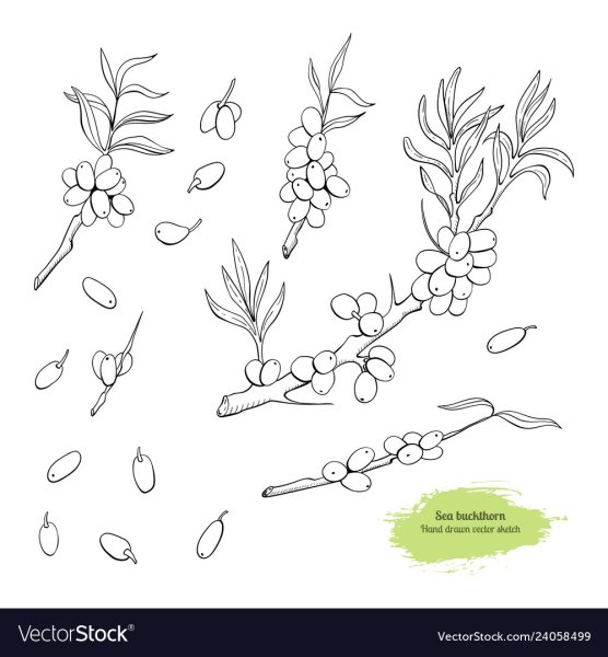 Ветка для рисования